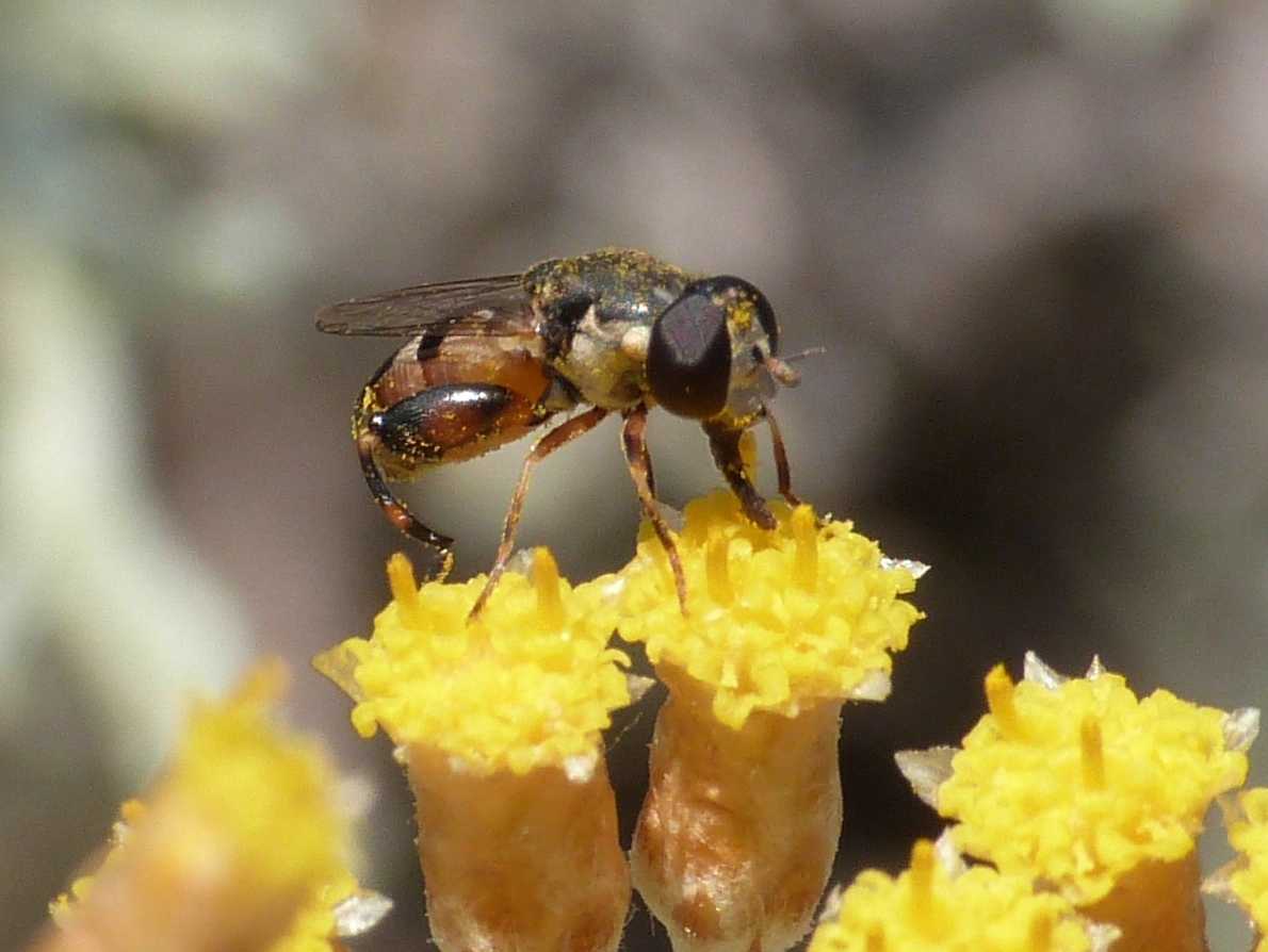 Piccolo Syrphidae dalle zampe robuste